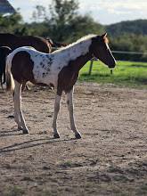 Potro Origine Constat&eacute;e En venta 2025 Pinto