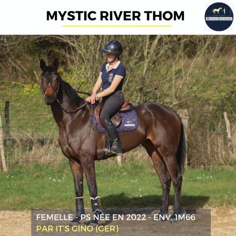 Yegua Pura Sangre En venta 2022 Bayo