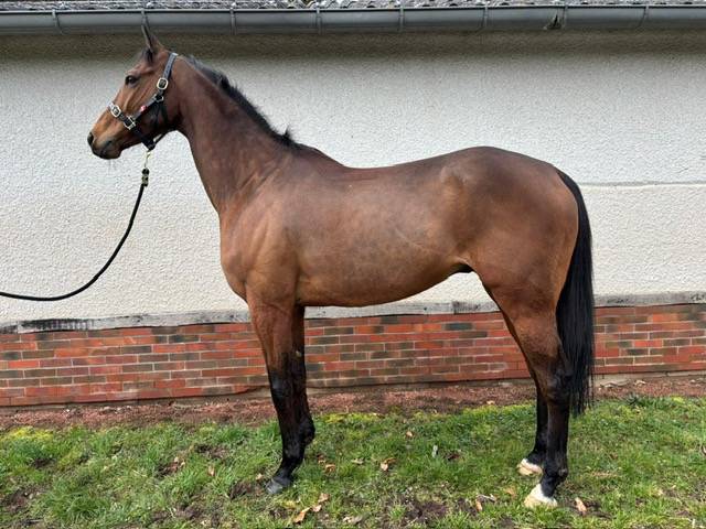 Caballo castrado Pura Sangre En venta 2016 Bayo