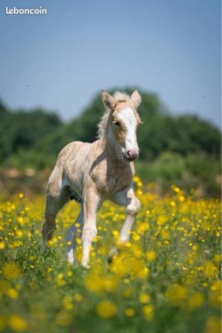 Yegua Gypsy Cob En venta 2024 Palomino