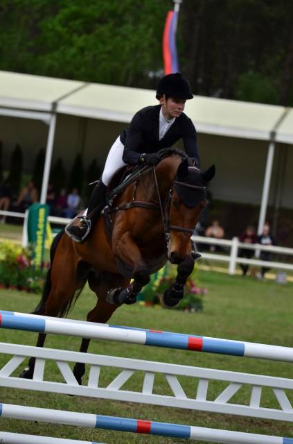 Caballo castrado Silla Franc&eacute;s En venta 2016 Bayo por CANTURO