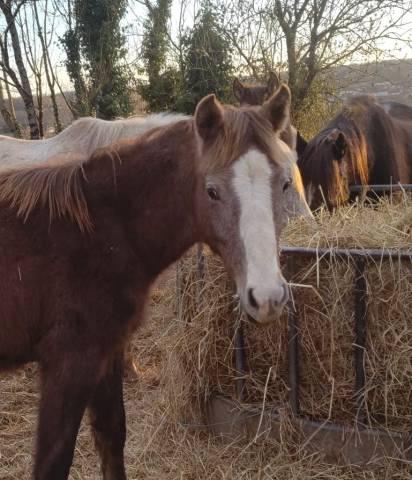 Potro PFS Poni Fran&ccedil;&eacute;s de Silla En venta 2025 Tordo por PAWNEE