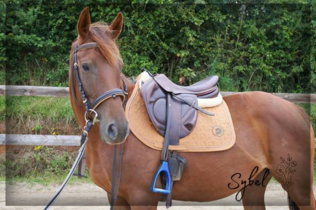 Yegua Pura Sangre Ingl&eacute;s En venta 2021 Alaz&aacute;n por Nom de d'la