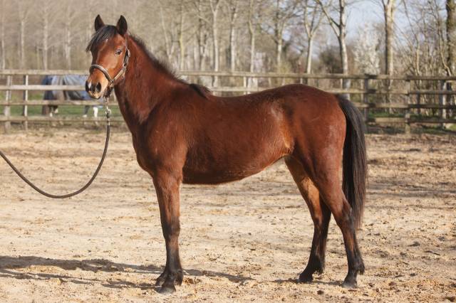 Yegua New Forest En venta 2024 Bayo por L'ancelot du m&eacute;nage