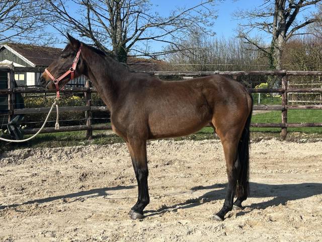 Yegua Zangersheide En venta 2022 Bayo por CANTURO