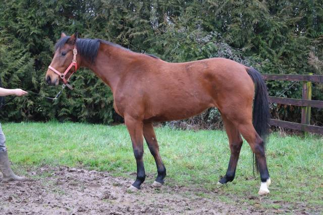 Yegua Zangersheide En venta 2022 Bayo por CONTINUU%