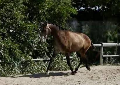 Caballo entero Lusitano En venta 2023 Tordo por Berlioz