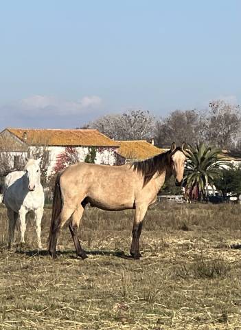 Caballo entero Lusitano En venta 2023 Isabelo por Berlioz du Castel