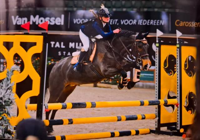 Yegua New Forest En venta 2014 Bayo