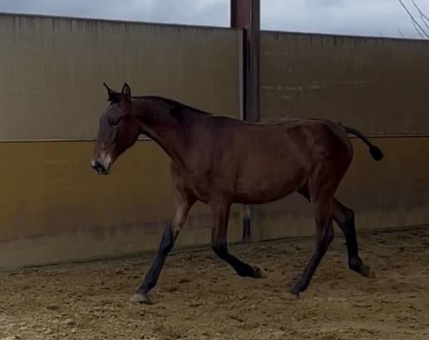 Potra Pura Raza Espa&ntilde;ola