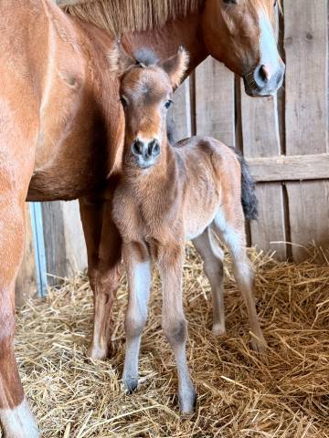 Potro PFS Poni Fran&ccedil;&eacute;s de Silla En venta 2026 Bayo moreno