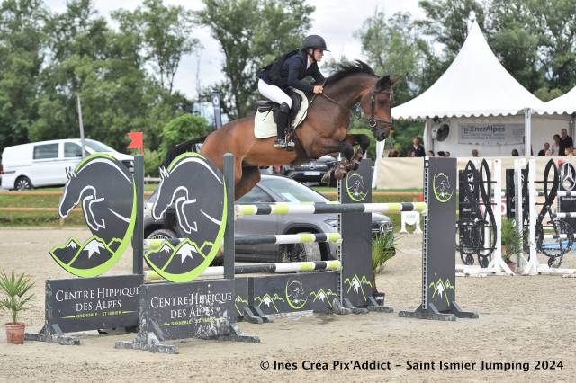 Caballo castrado Silla Franc&eacute;s En venta 2016 Bayo