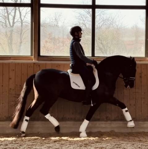 Caballo castrado Lusitano En venta 2020 Negro por IDEAL