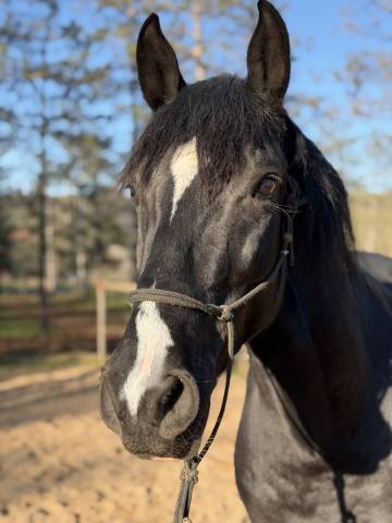 Caballo castrado Arabe Barbe En venta 2021 Negro