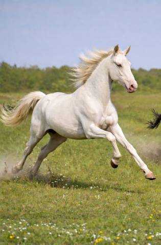 Potro PRE Pura Raza Espa&ntilde;ola En venta 2024 Perlino por PRESIDENTE DE JARAMA