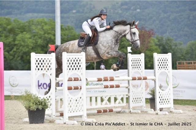 Yegua Silla Franc&eacute;s En venta 2017 Tordo