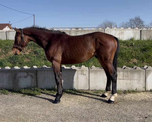 Caballo castrado Silla Franc&eacute;s En venta 2023 Bayo