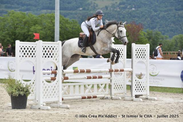 Yegua Zangersheide En venta 2020 Tordo