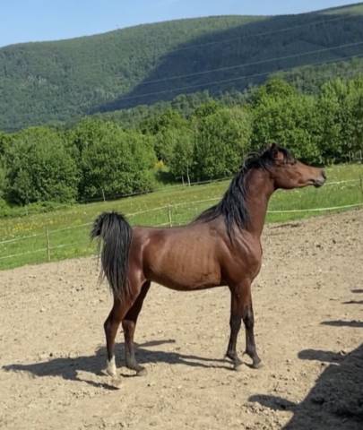 Caballo entero Arabe En venta 2021 Bayo