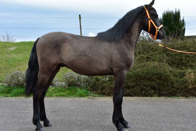 Caballo entero PRE Pura Raza Espa&ntilde;ola En venta 2024 Negro por NEGRITO XVI