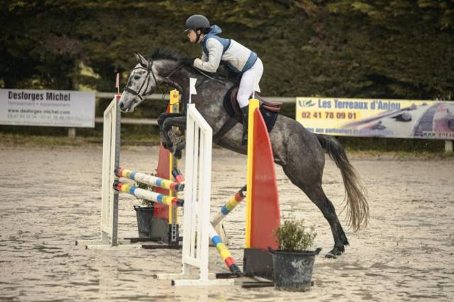 Caballo castrado Origine Constat&eacute;e En venta 2017 Tordo por ISANDRO TILA WPB
