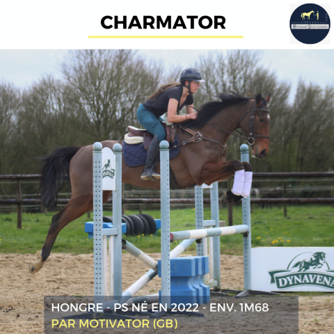 Caballo castrado Pura Sangre En venta 2022 Bayo