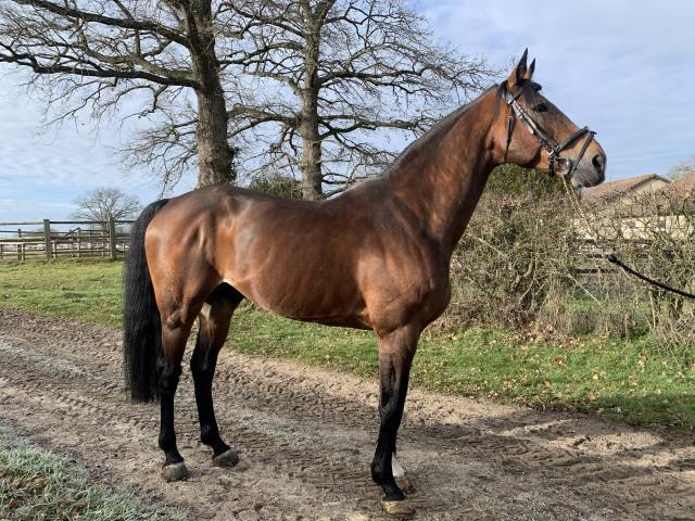 TEAM DU TEMPLE - Silla Franc&eacute;s 2007 por FOR PLEASURE