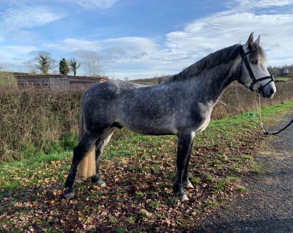 GALION DE MINUIT - Connemara 2016 por GRANIT'BOY PONDI