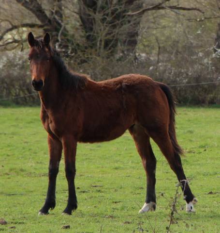Potro Silla Franc&eacute;s En venta 2025 Bayo
