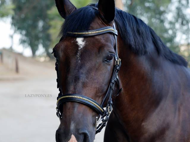 Cabezada anat&oacute;mica clincher Lazypony/ Clincher bridle