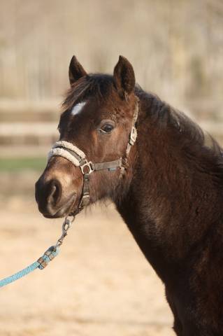 Caballo castrado New Forest En venta 2025 Isabelo por L'ancelot du m&eacute;nage