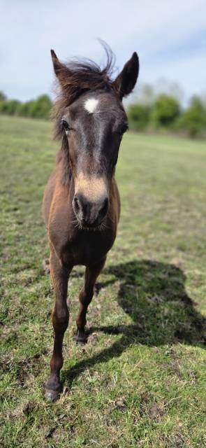 Caballo castrado New Forest En venta 2025 Isabelo por L'ancelot du m&eacute;nage