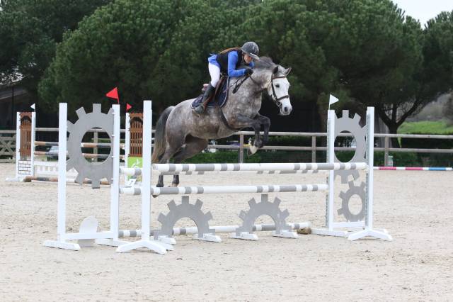 Yegua PFS Poni Fran&ccedil;&eacute;s de Silla En venta 2020 Tordo por Eros de Vallet