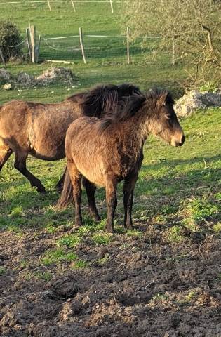 Potro New Forest En venta 2025 Bayo por UTRILLO D'ARQUETAN