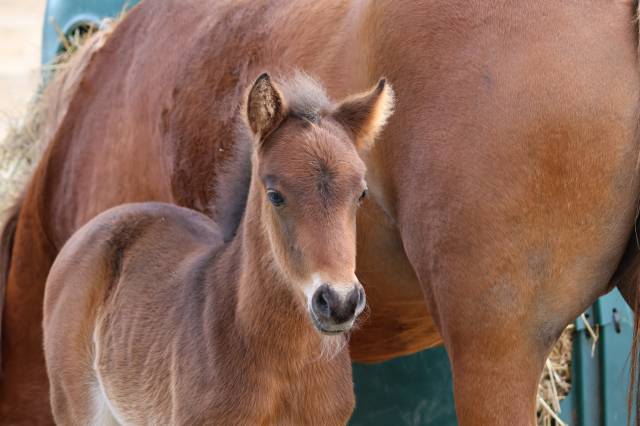 Potro PFS Poni Fran&ccedil;&eacute;s de Silla En venta 2026 Bayo moreno por RM MOST BEAUTIFUL BOY (DEU)