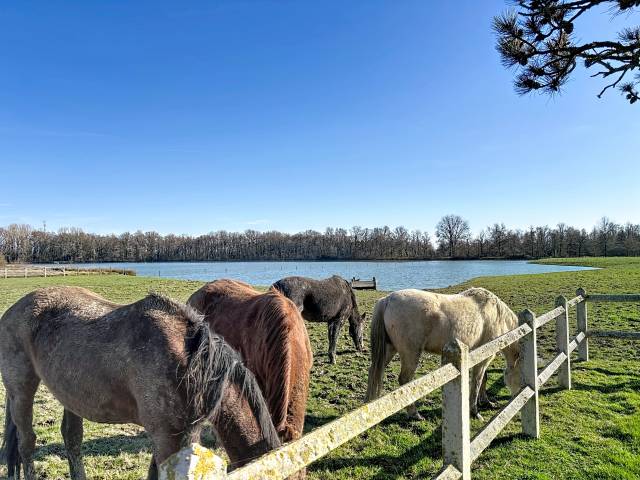 Bonita residencia ecuestre En venta Ain