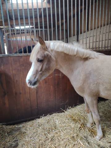 Noreo du listrane  - Media Sangre Arabe 2023 por Avalon joon