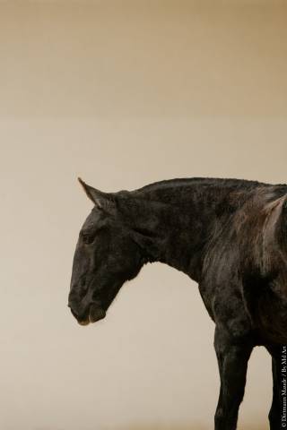 Potranca Lusitano En venta 2025 Tordo por Pel&eacute; MBR