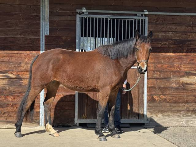 Potranca Silla Franc&eacute;s En venta 2023 Bayo por JAGGER DE MARIGNY