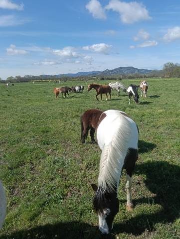Monitor de equitaci&oacute;n en Espa&ntilde;a 