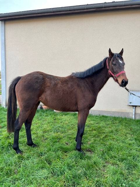 Potranca Pura Sangre En venta 2020 Bayo por Whipper