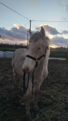 Potro Origine Constat&eacute;e En venta 2025 Otra capa