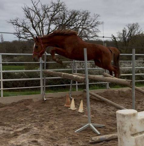 Yegua Silla Franc&eacute;s En venta 2020 Alaz&aacute;n