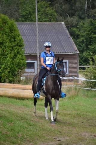 Caballo castrado Media Sangre Arabe En venta 2017 Tobiano