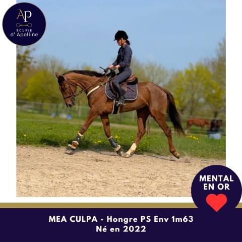 Caballo castrado Pura Sangre En venta 2022 Bayo