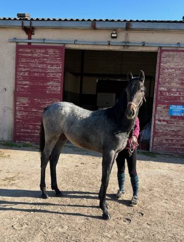 Potro Origine Constat&eacute;e En venta 2025 Tordo por Arc de Triomphe