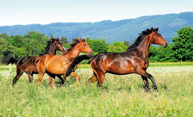 Busco una h&iacute;pica o centro de animales en venta o alquil