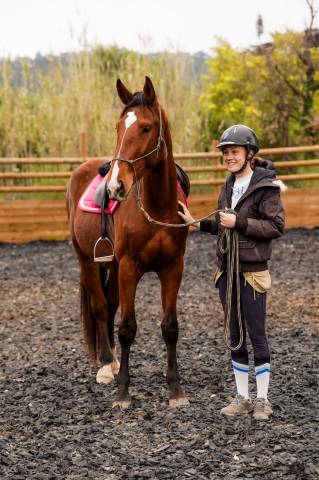 Caballo castrado Silla Franc&eacute;s En venta 2023 Bayo por Varennes du breuil