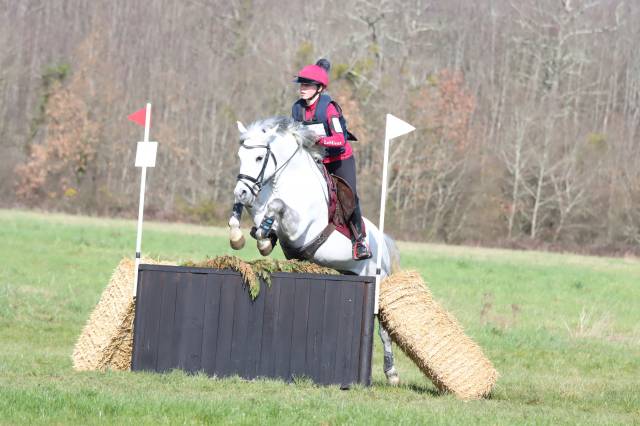 Semental New Forest En venta 2019 Tordo