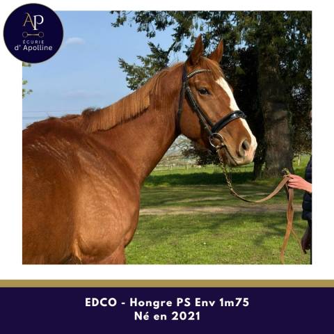 Caballo castrado Pura Sangre En venta 2021 Alaz&aacute;n